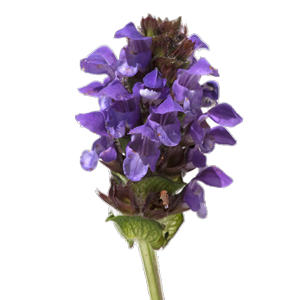Prunella Vulgaris