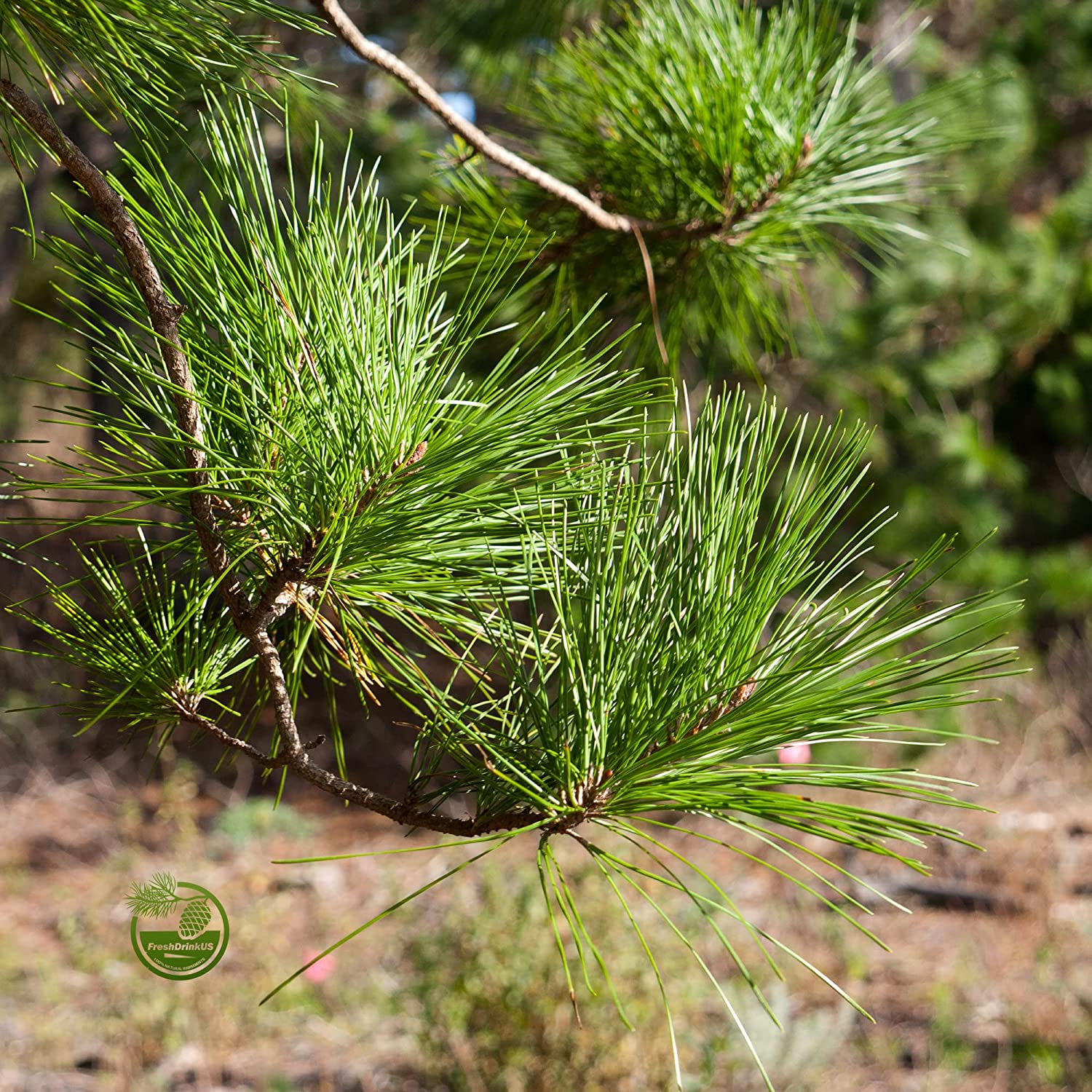 Pine Needle Tea Organic Loose Leaf (Pinus sylvestris) Help with respiratory problems, high in vitamin C and A, rich in antioxidants (200g - 100 servings) - Image 2