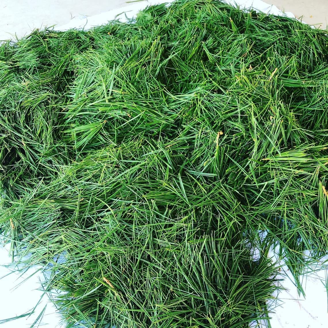 Pine Needle Tea Organic Loose Leaf (Pinus sylvestris) Help with respiratory problems, high in vitamin C and A, rich in antioxidants (200g - 100 servings) - Image 3